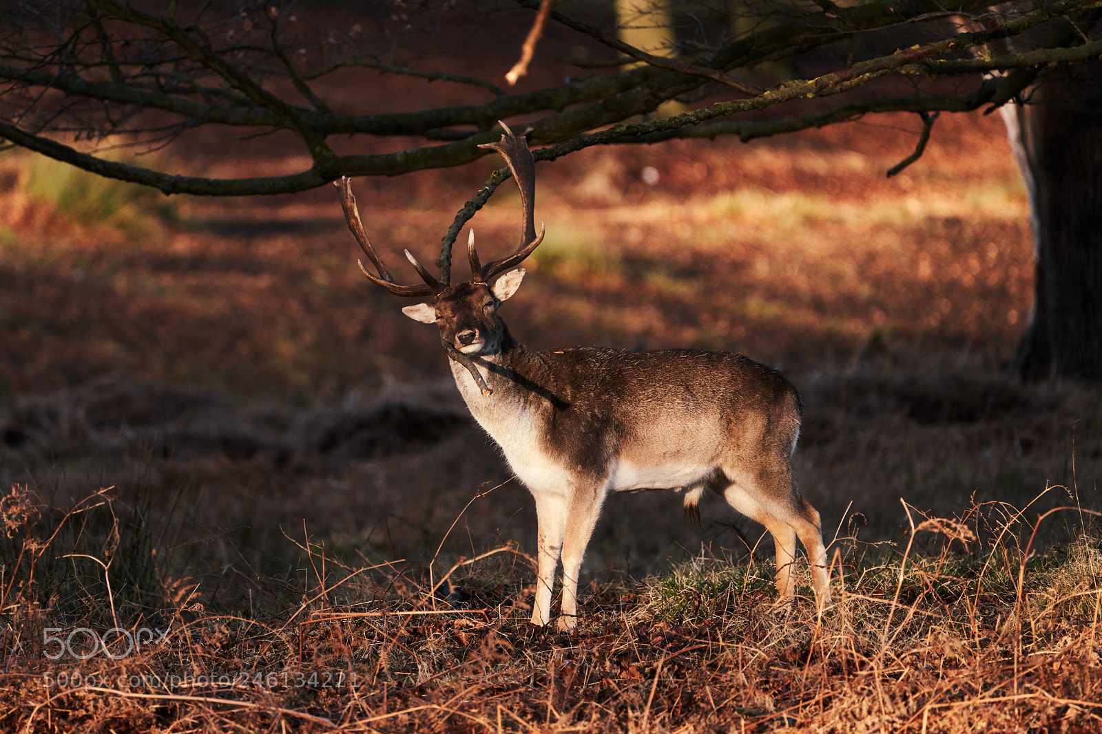 Sony a7R III sample photo. I love you branch photography