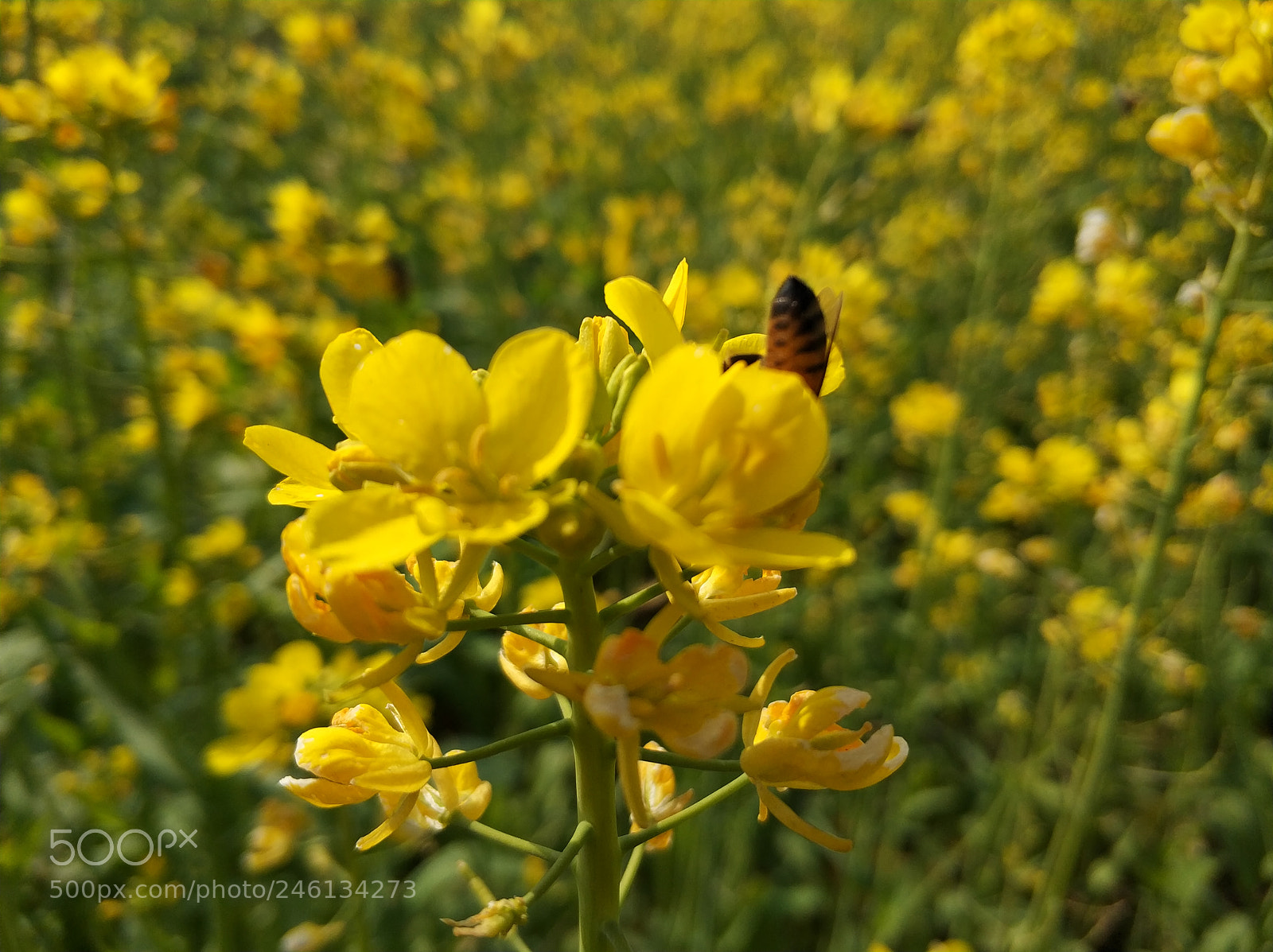 Xiaomi MI6 sample photo. Untitled photography