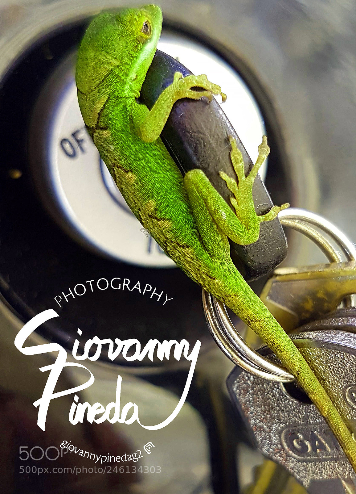 Samsung Galaxy S7 Edge sample photo. Zoom lagartija llavero photography