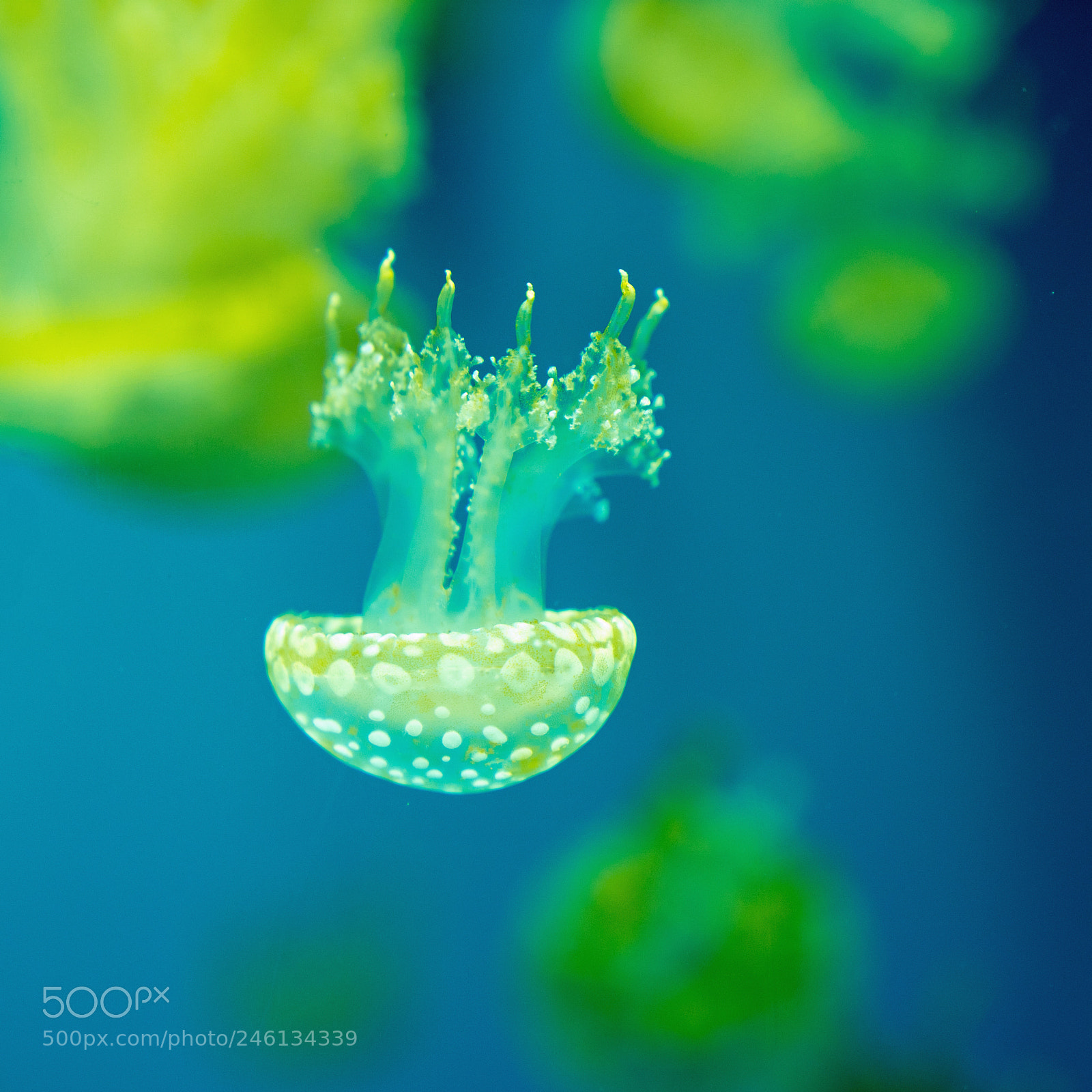 Sony a9 sample photo. Jellyfish photography