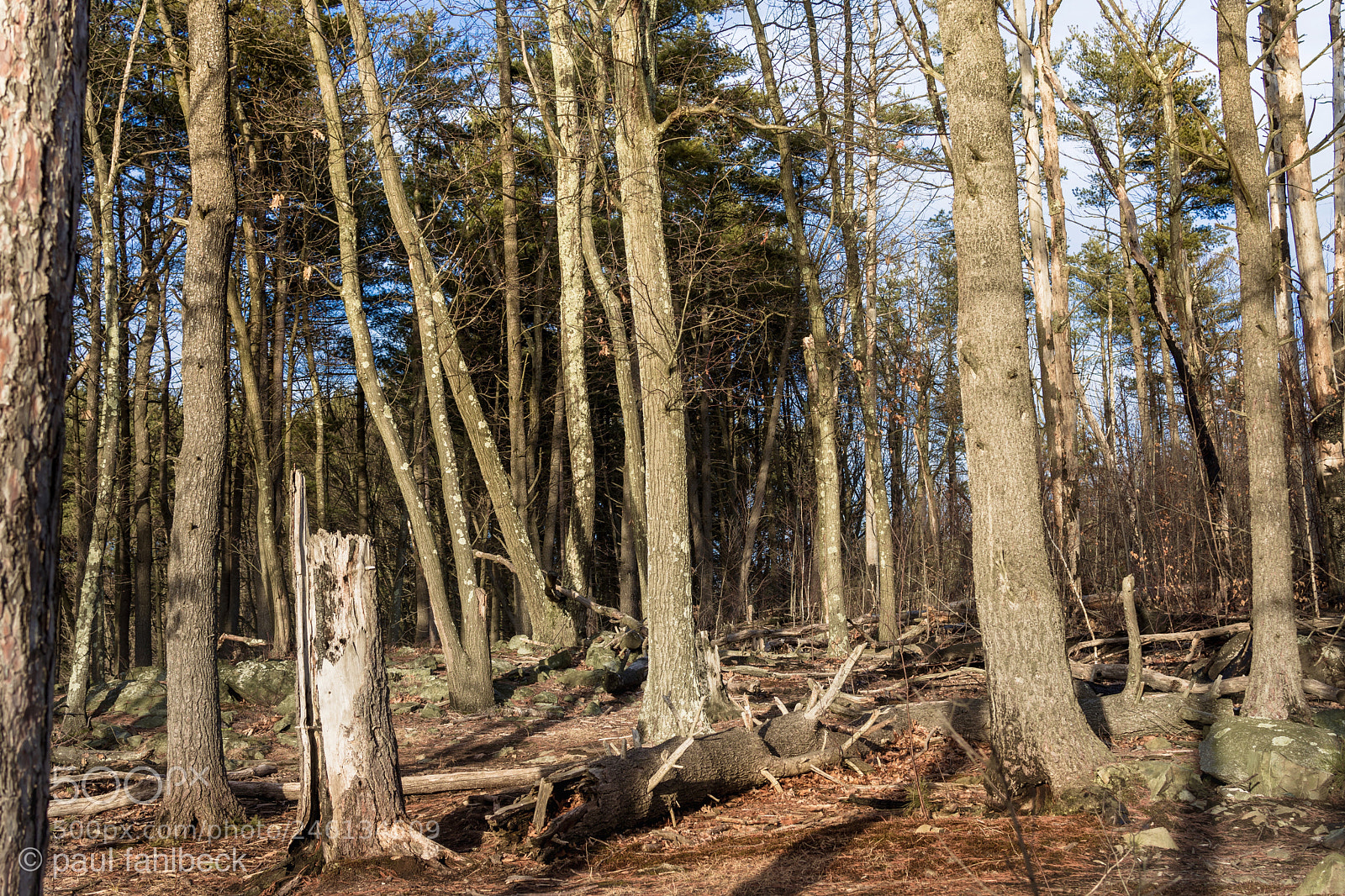 Nikon D7200 sample photo. Trees photography
