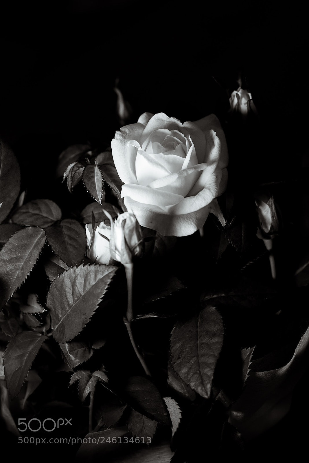 Nikon D810 sample photo. A nod to valentine photography