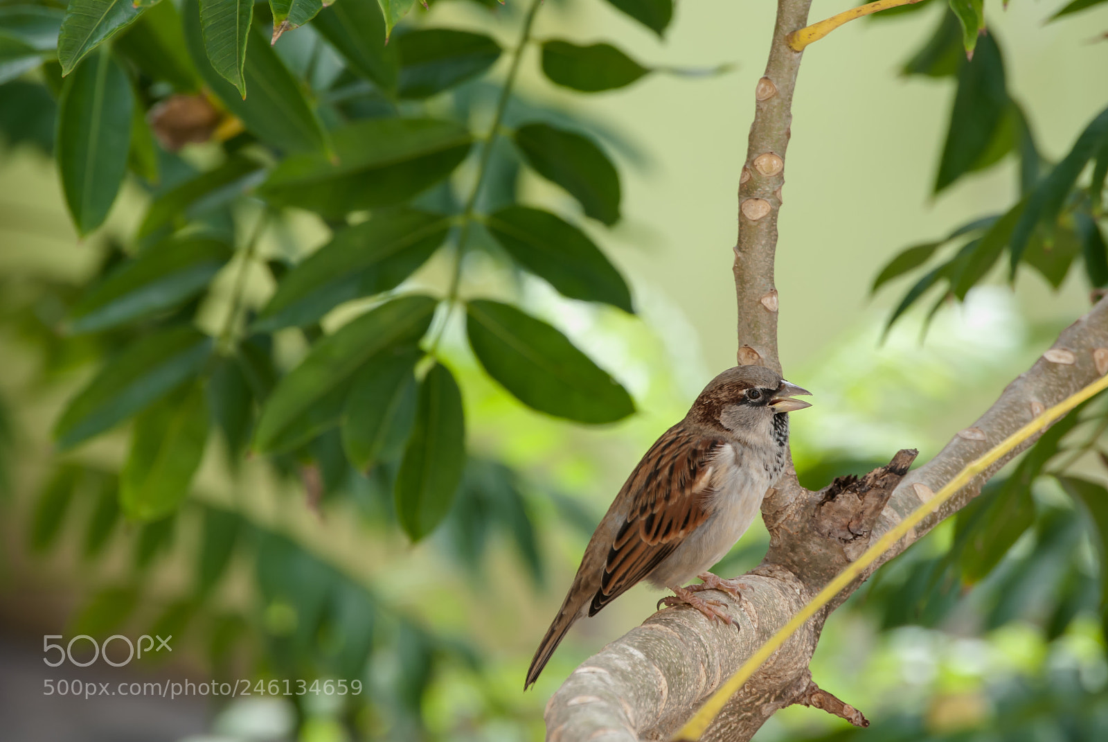 Nikon D3000 sample photo. The bird photography