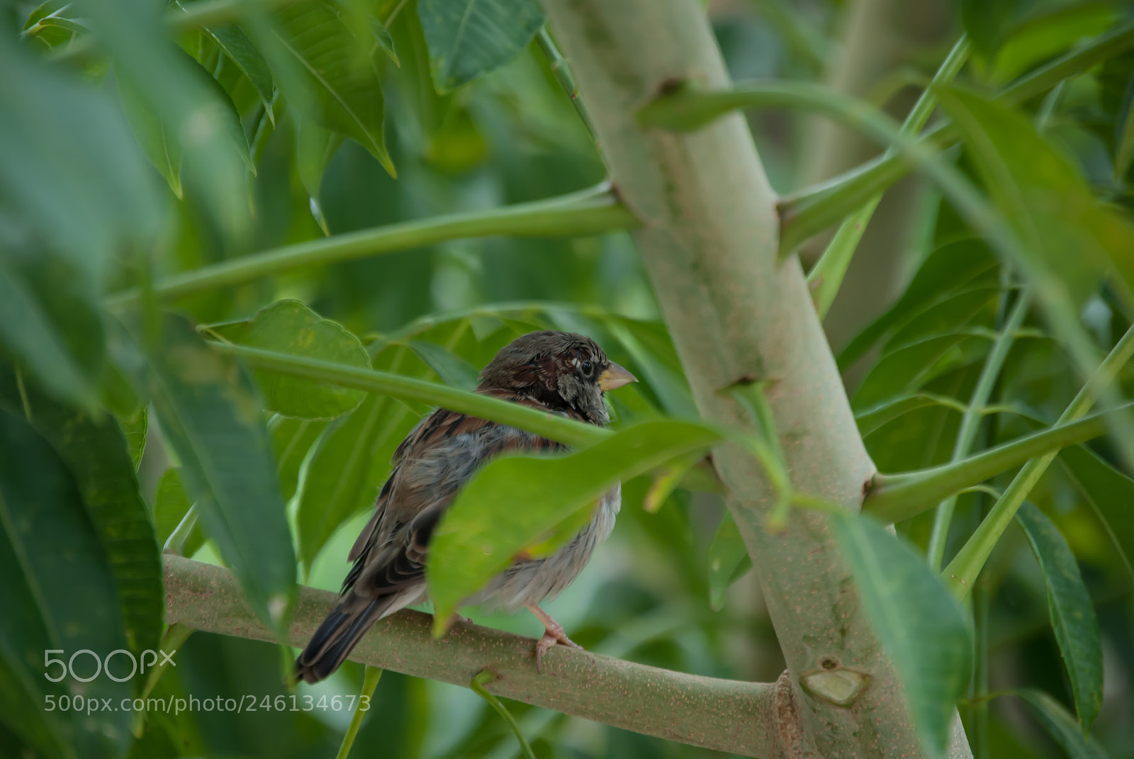 Nikon D3000 sample photo. The bird photography