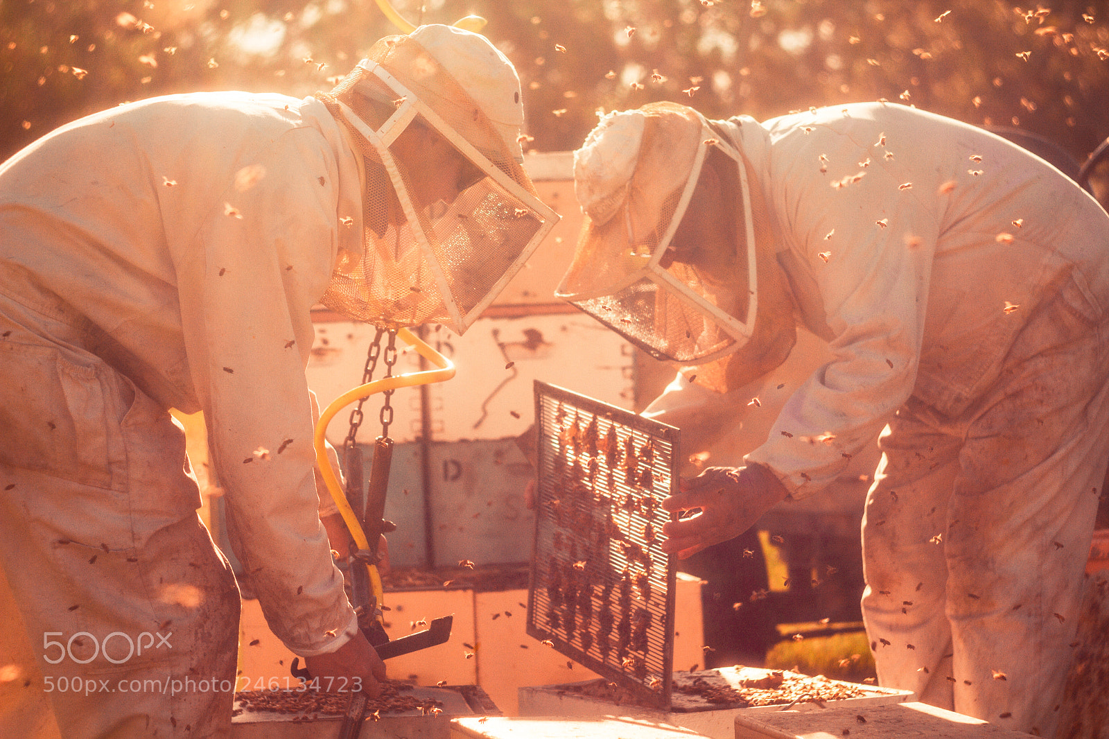 Canon EOS 7D sample photo. Beekeeping in the afternoon photography