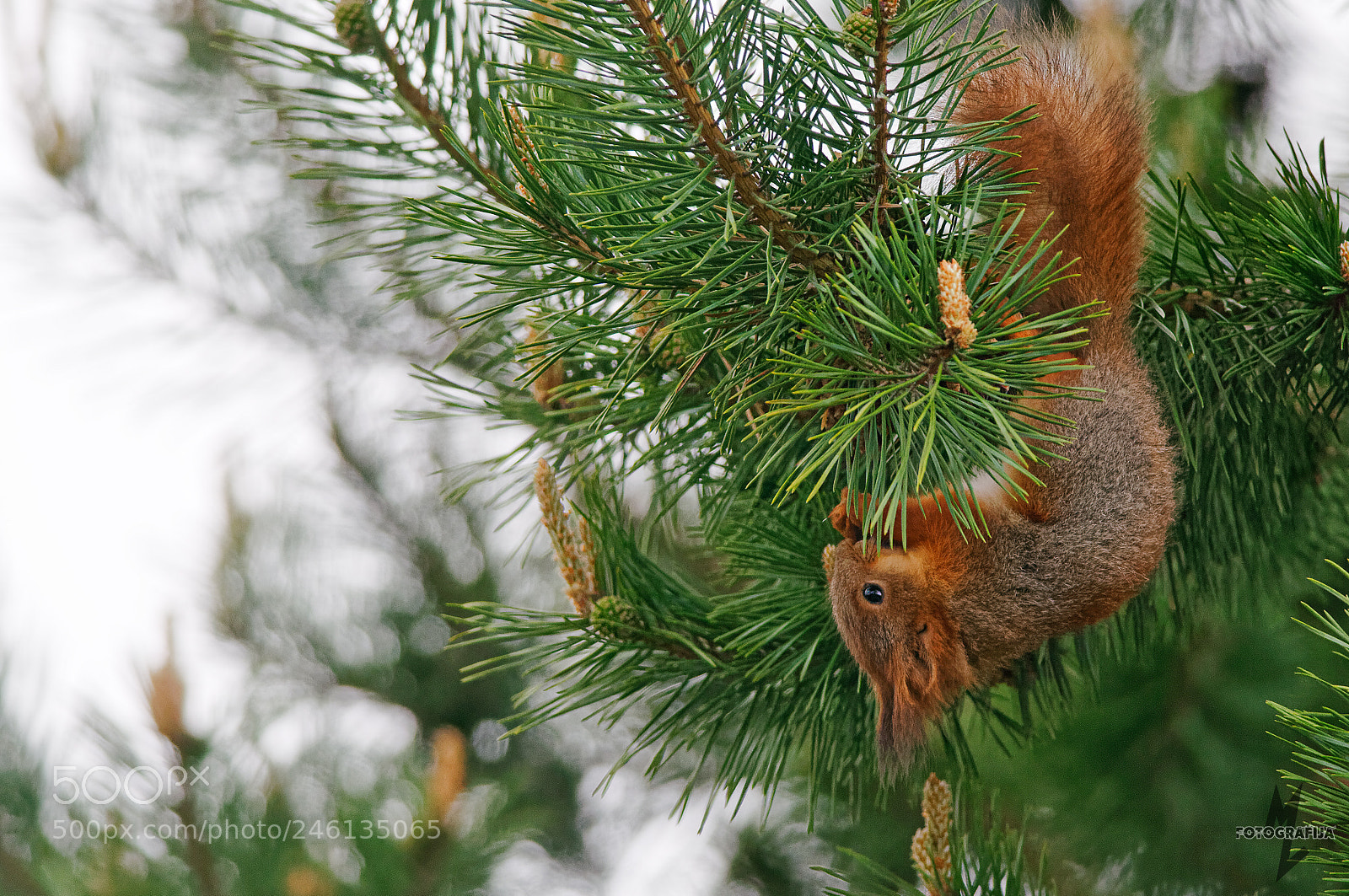 Nikon D300S sample photo. Acrobat photography