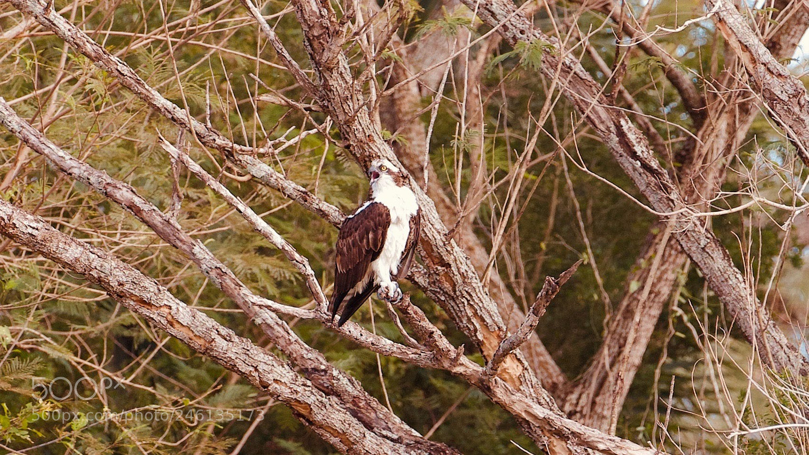 Canon EOS-1D X sample photo. Fisherman’s eagle photography