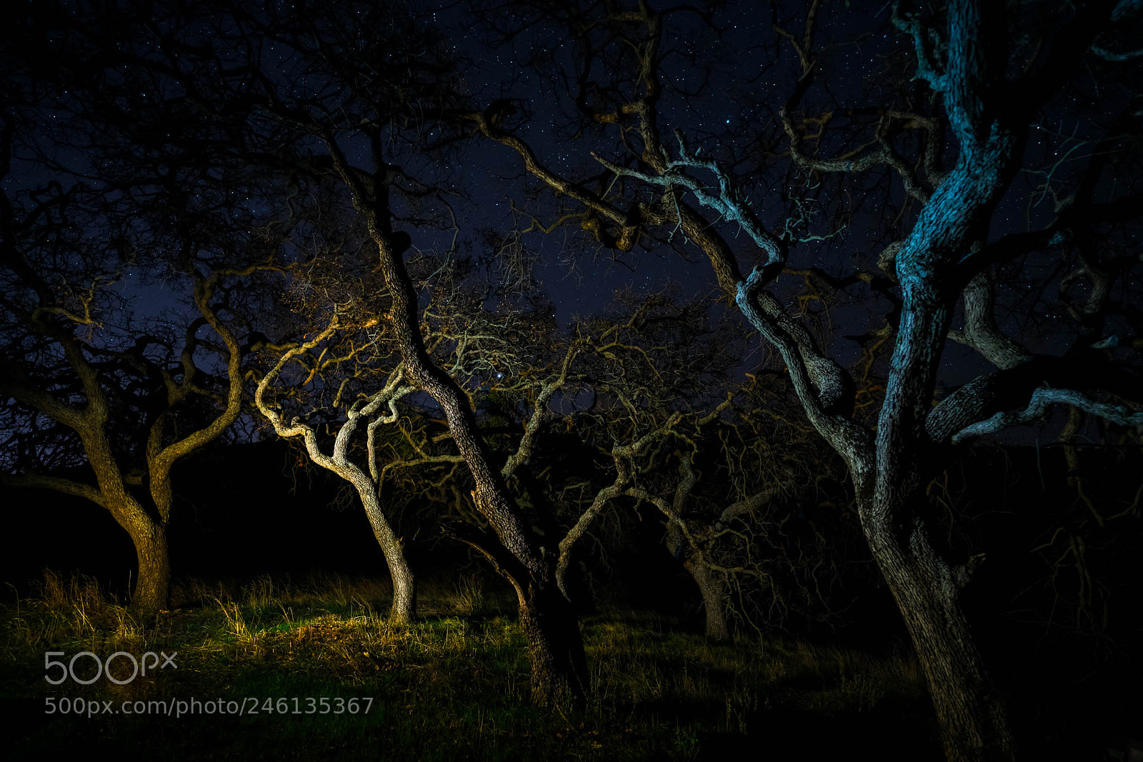 Sony a7R II sample photo. The sister trees photography