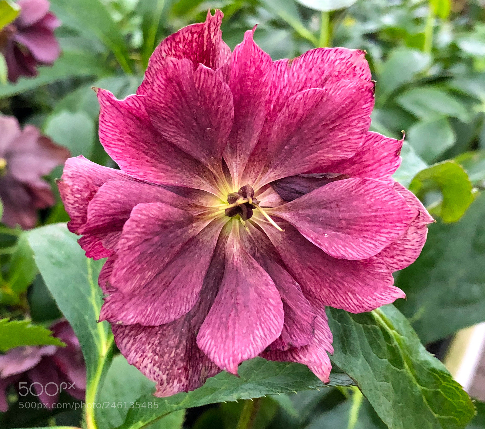 Apple iPhone 8 Plus sample photo. Double hellibore photography