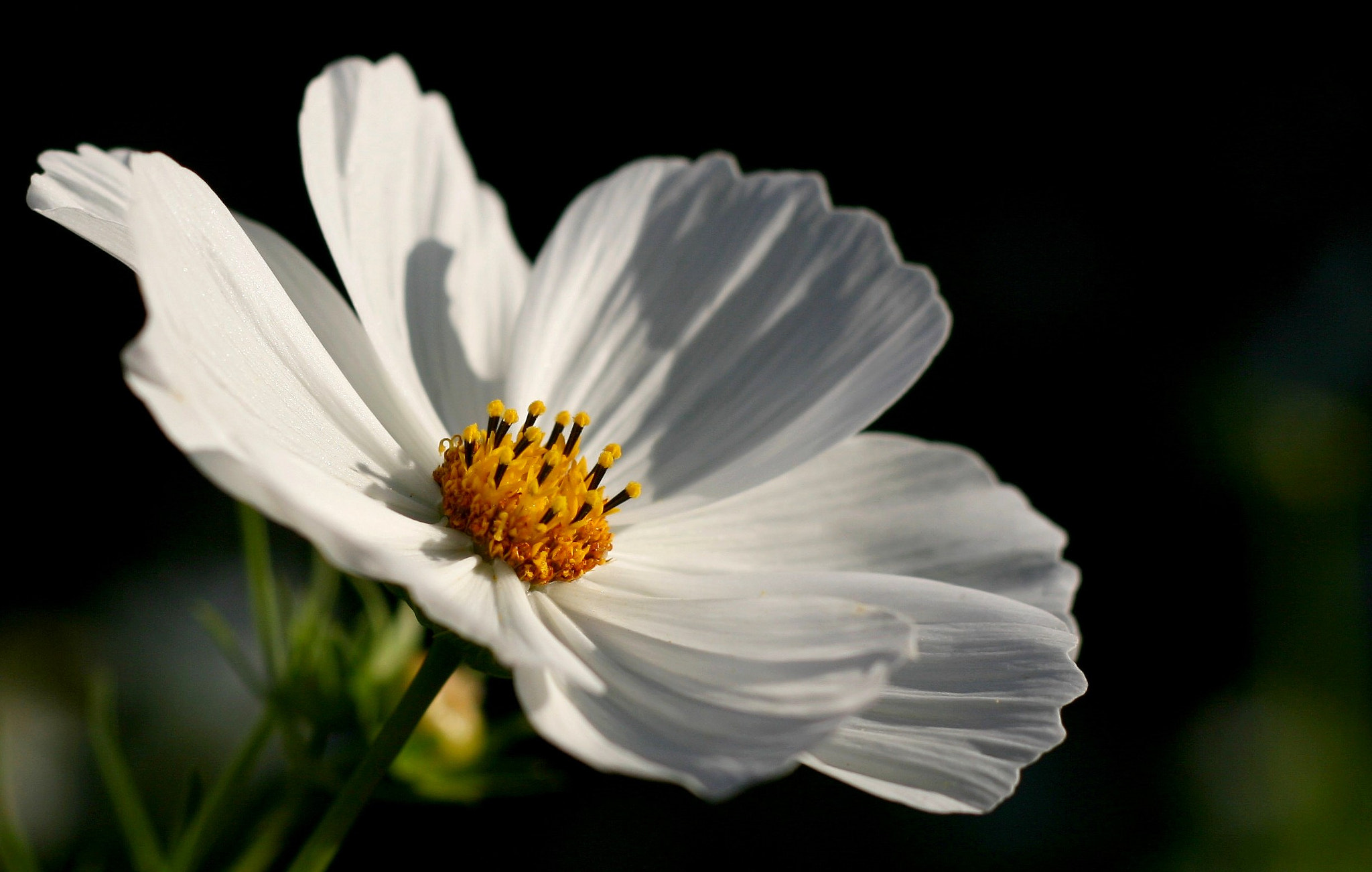 Canon EF 50mm F1.8 II sample photo. Virgin photography