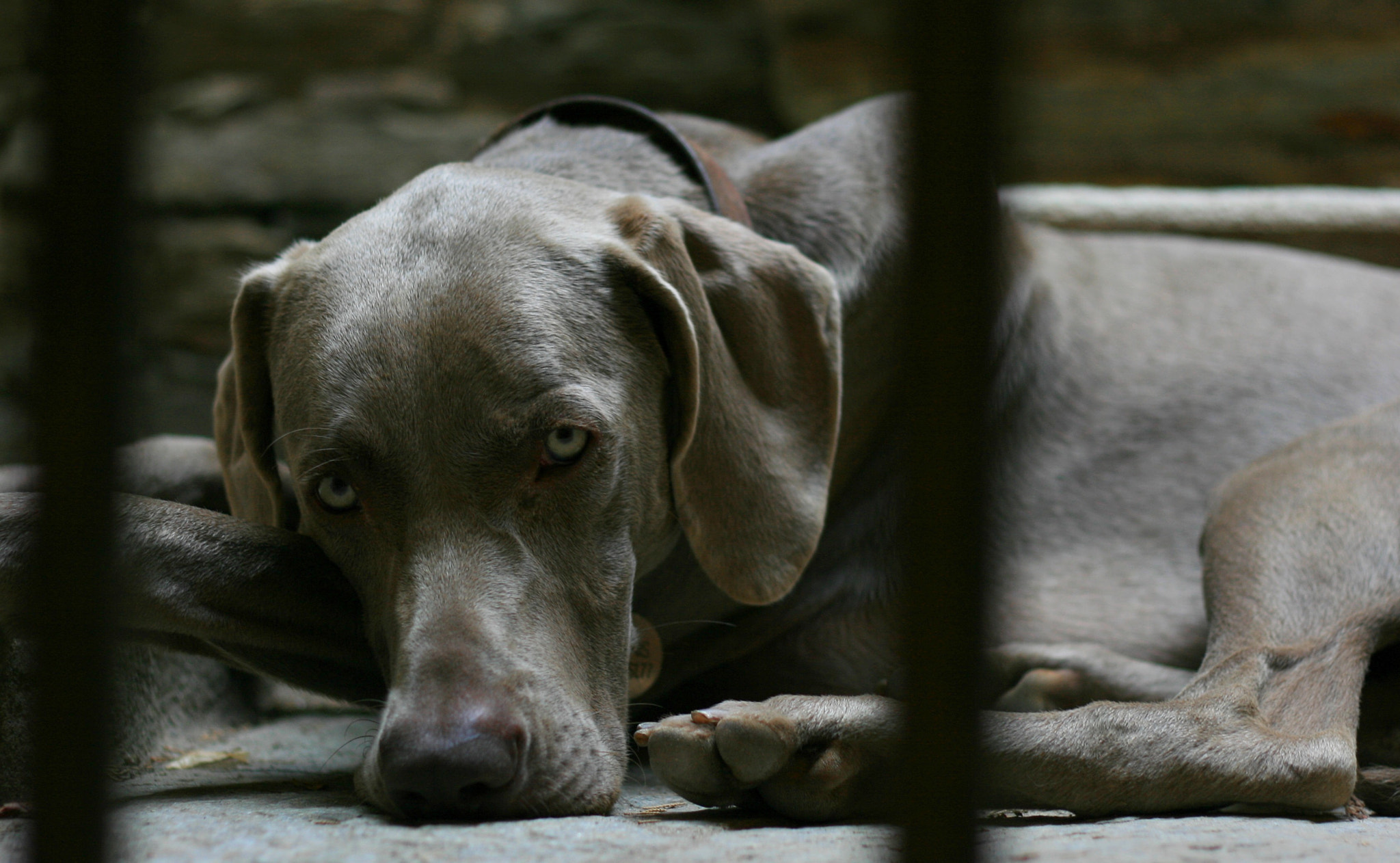 Canon EF 50mm F1.8 II sample photo. In his eyes photography