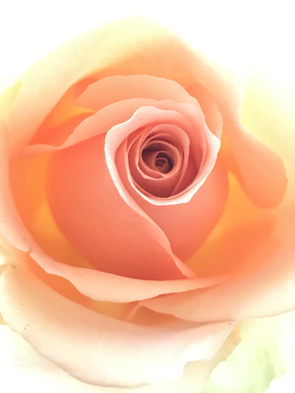 Apple iPhone 7 sample photo. A rose is a photography