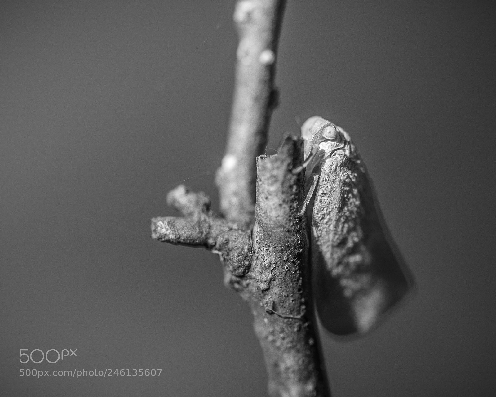 Nikon D5100 sample photo. Moth photography
