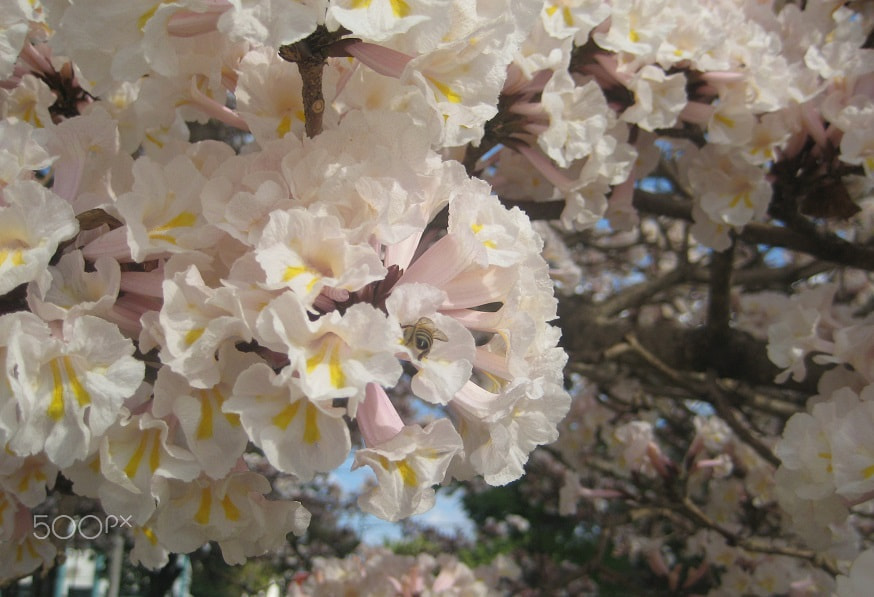 Canon POWERSHOT SD1000 sample photo. Tabebuia roseo alba pollinated by apis melifera photography