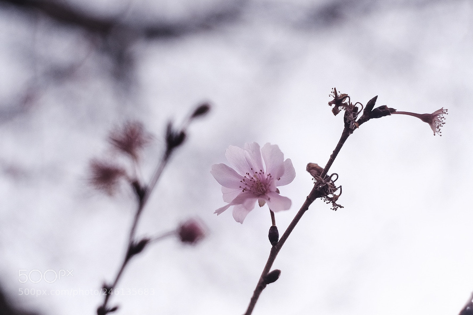 Fujifilm X-T20 sample photo. Cherry blossom photography