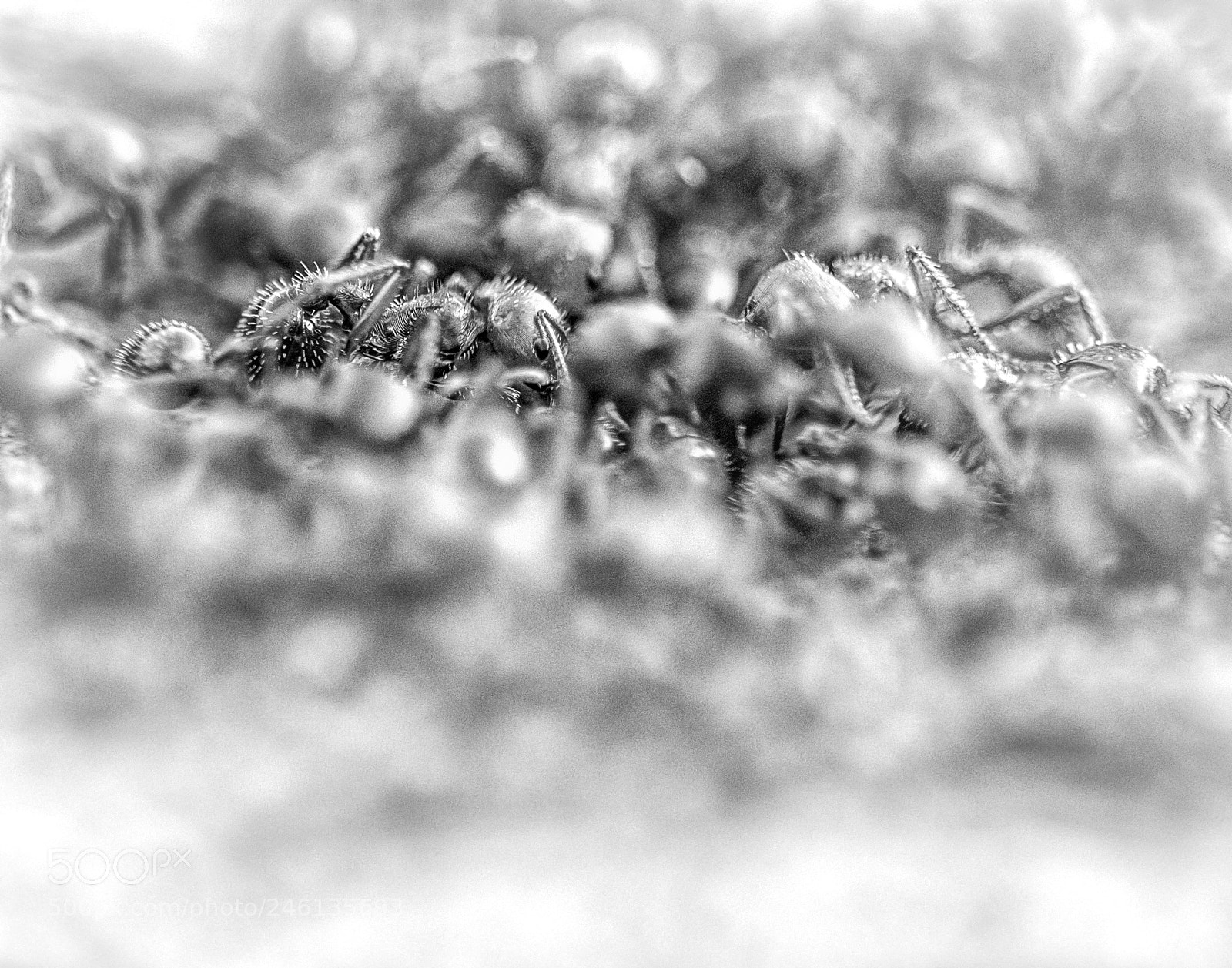 Nikon D5100 sample photo. Red ants photography
