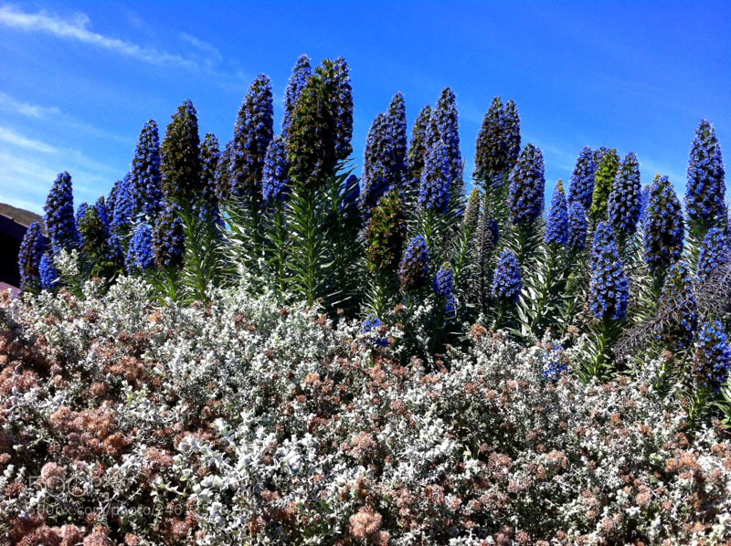 Apple iPhone 4 sample photo. Beautiful lupine on a photography