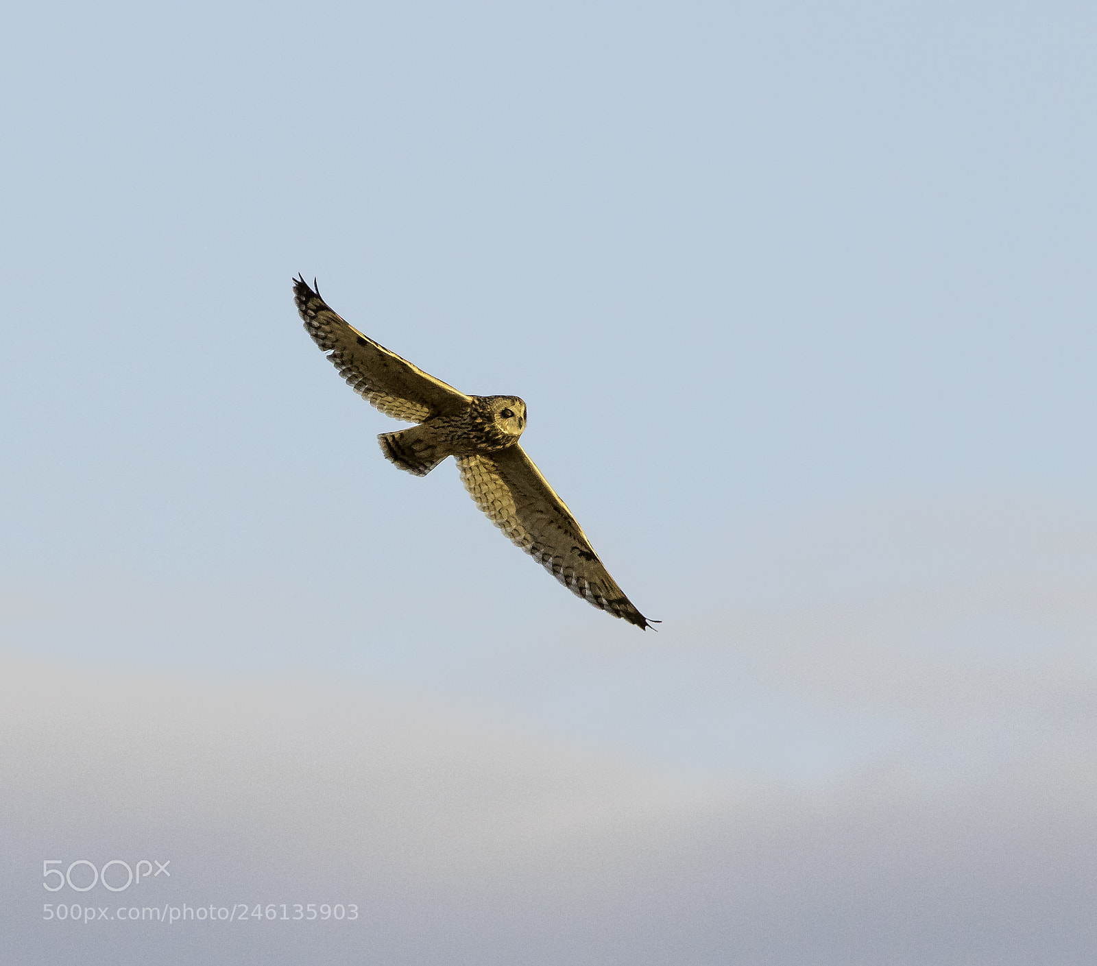 Canon EOS 750D (EOS Rebel T6i / EOS Kiss X8i) sample photo. Soaring into the sunset photography