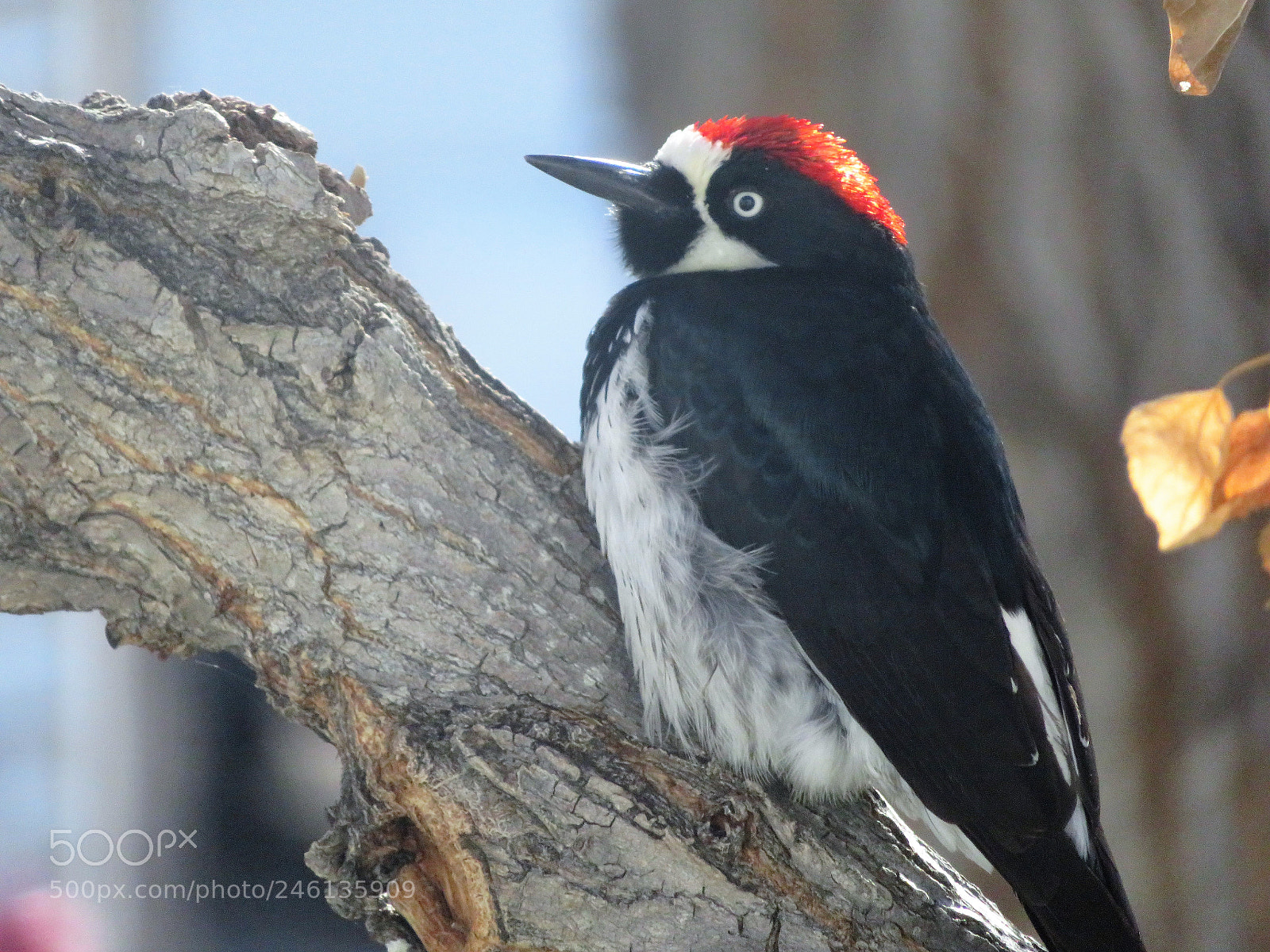 Canon PowerShot SX720 HS sample photo. Relaxing woodpecker photography