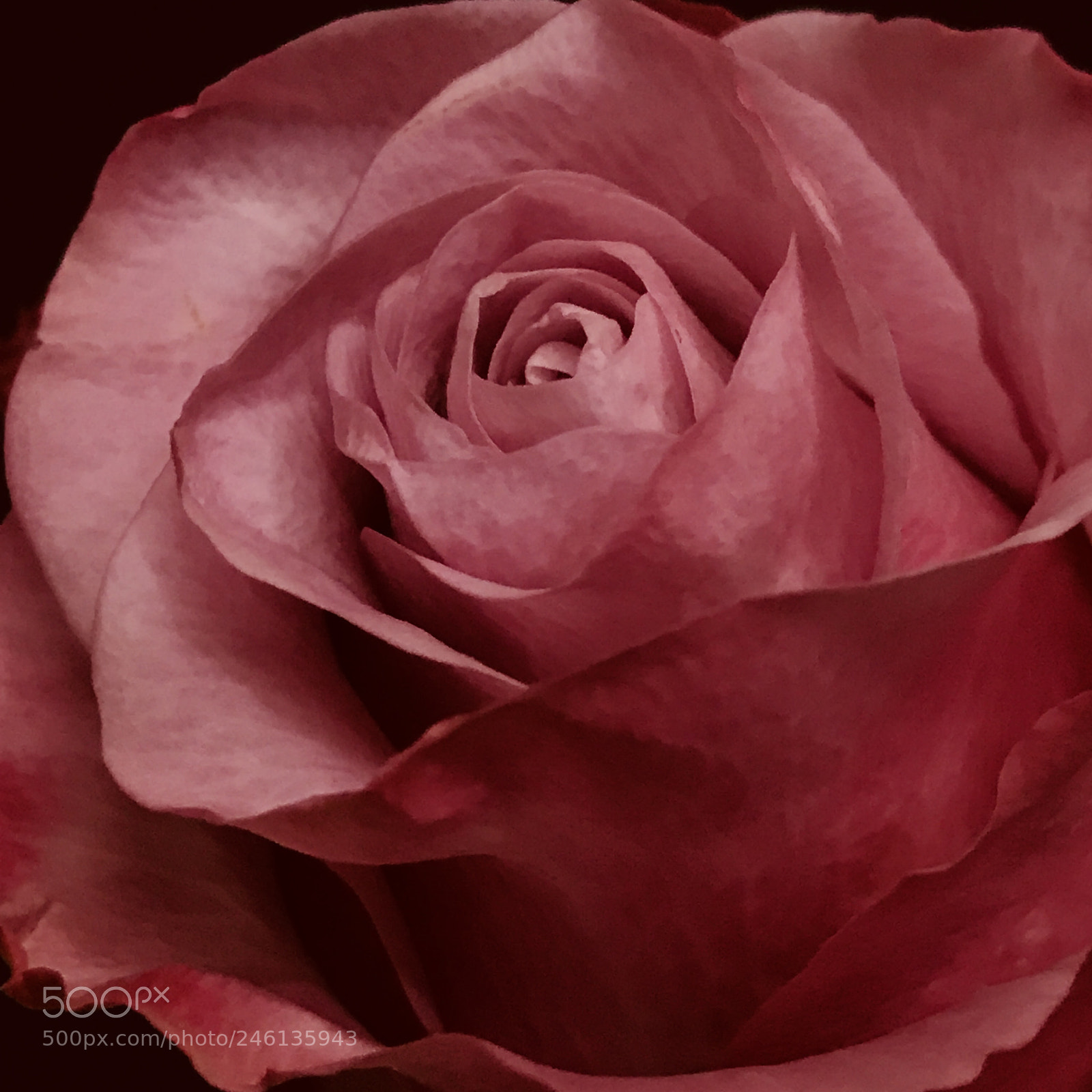 Apple iPhone 7 Plus sample photo. Valentine’s rose photography