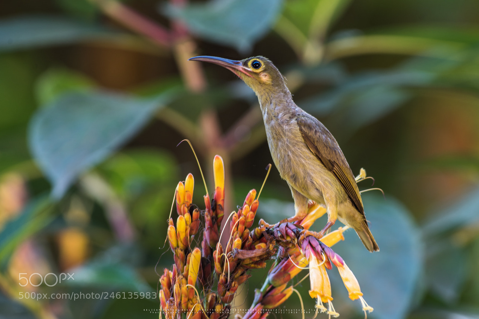 Nikon D810 sample photo. Spectacled spiderhunter photography