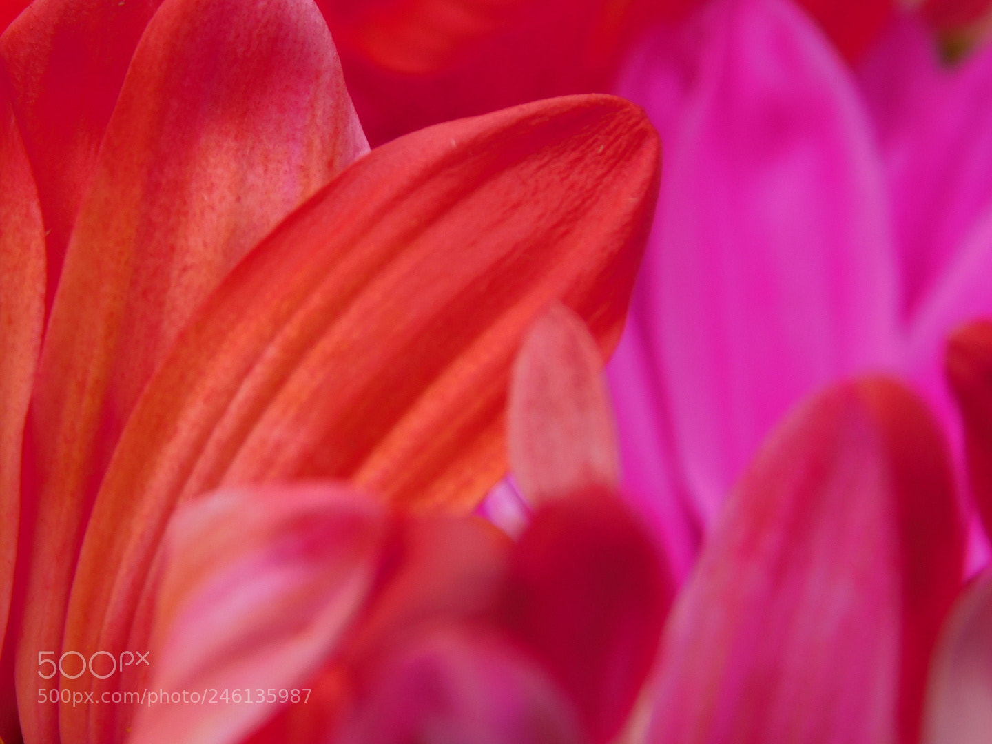 Nikon Coolpix B500 sample photo. Valentines petals photography