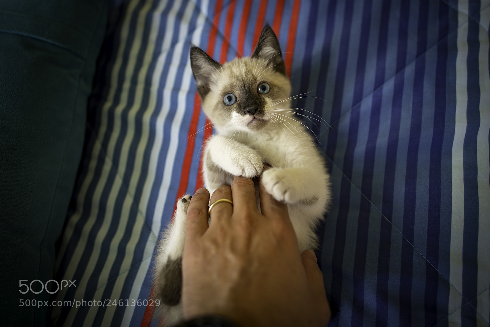 Nikon D610 sample photo. Untitled photography