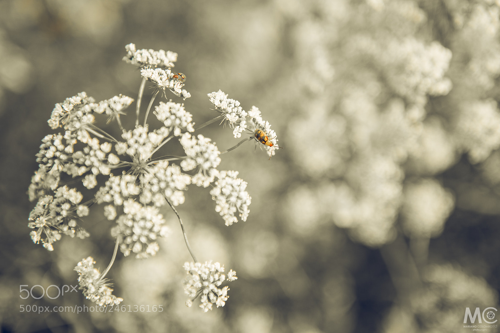 Nikon D610 sample photo. Life is everywhere photography
