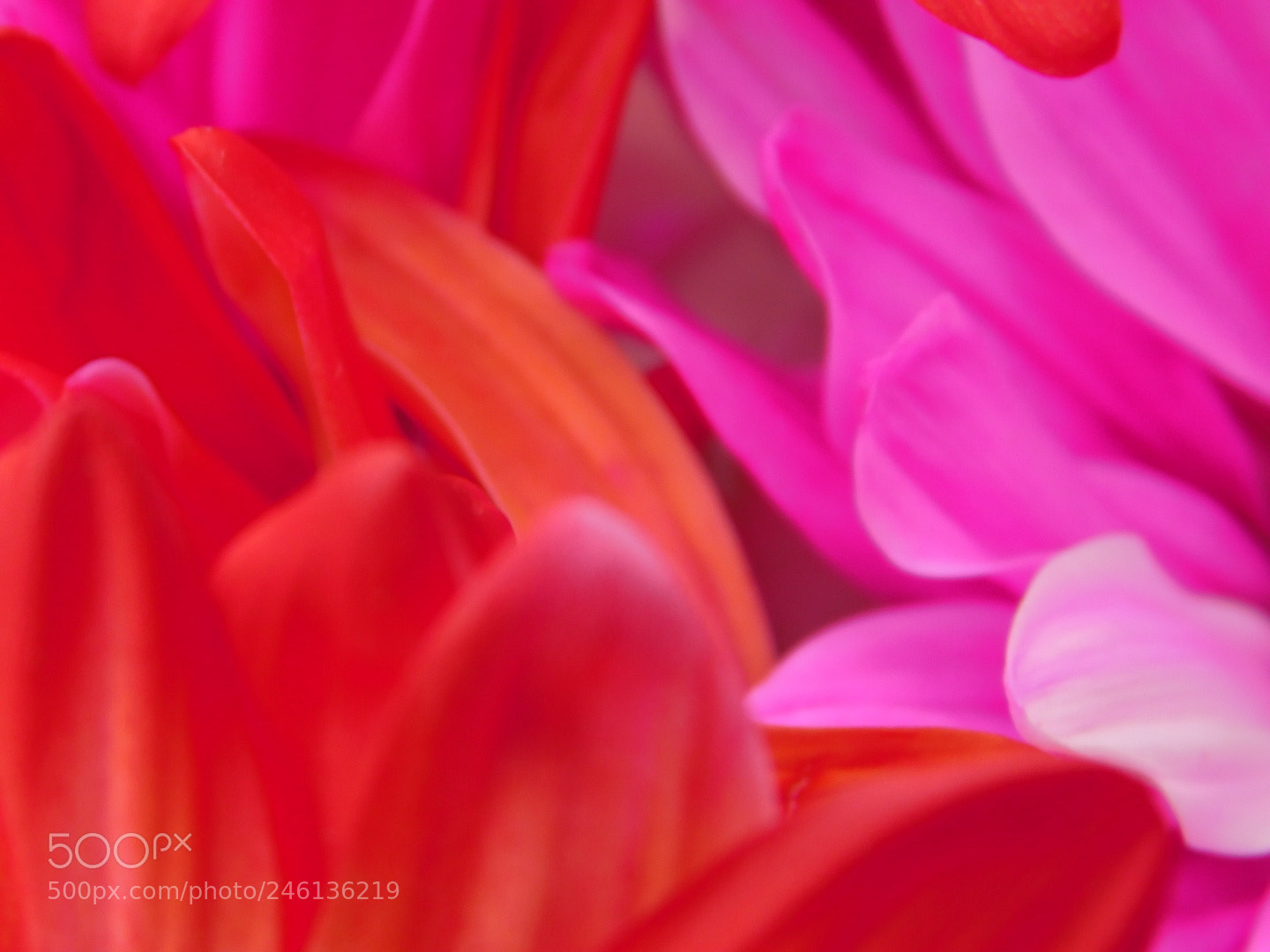 Nikon Coolpix B500 sample photo. Valentine petals 2 photography