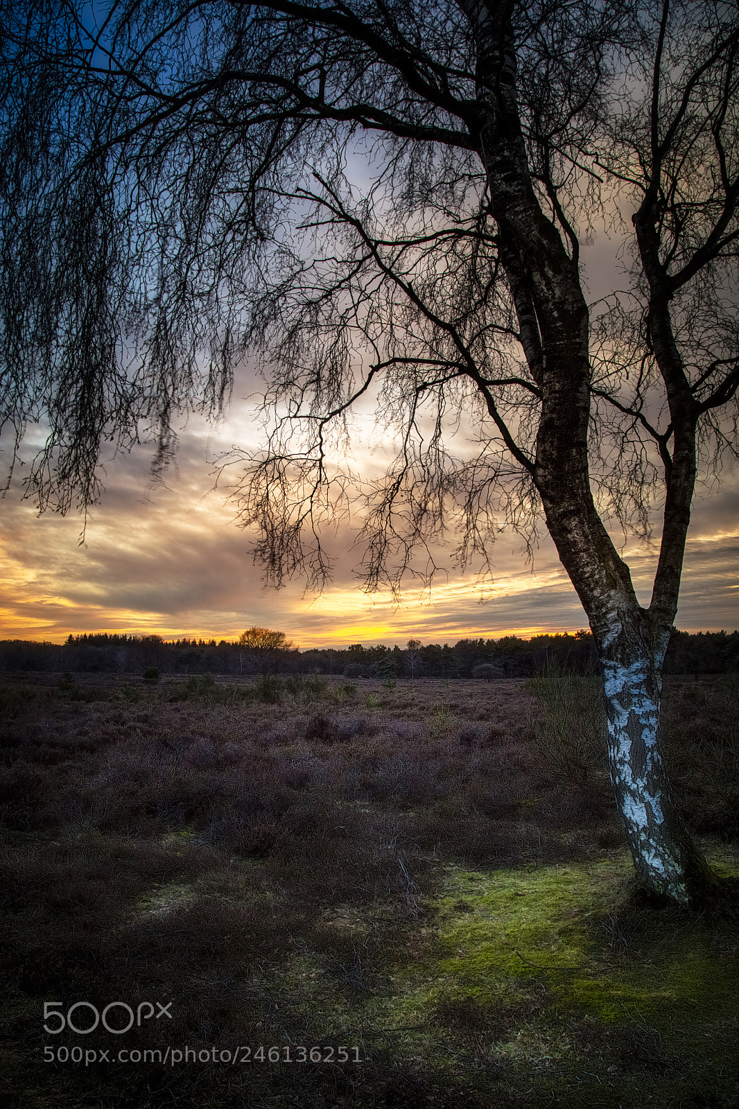 Canon EOS 5DS R sample photo. Tree in sunset photography