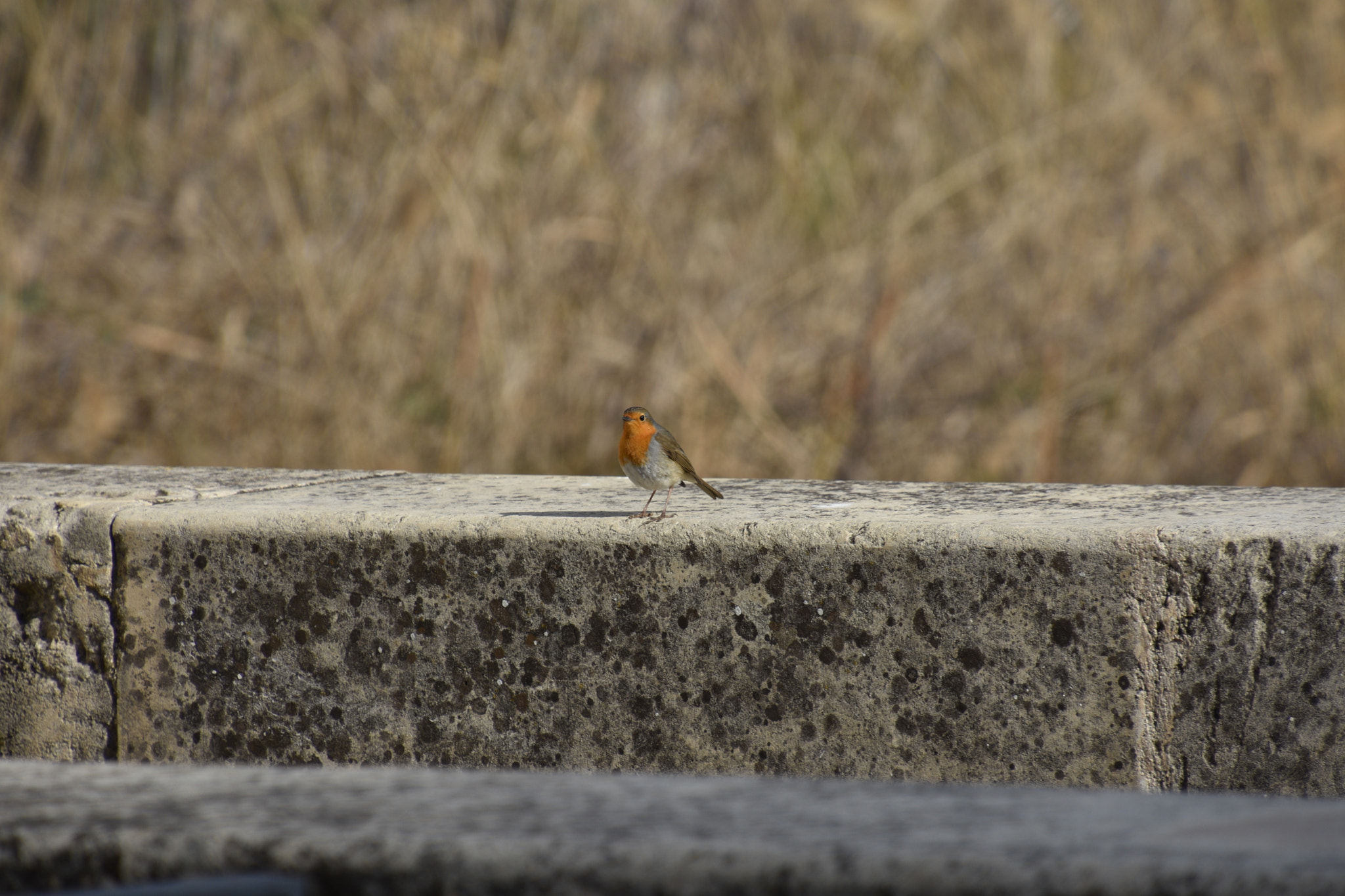 Nikon D3400 sample photo. Untitled photography