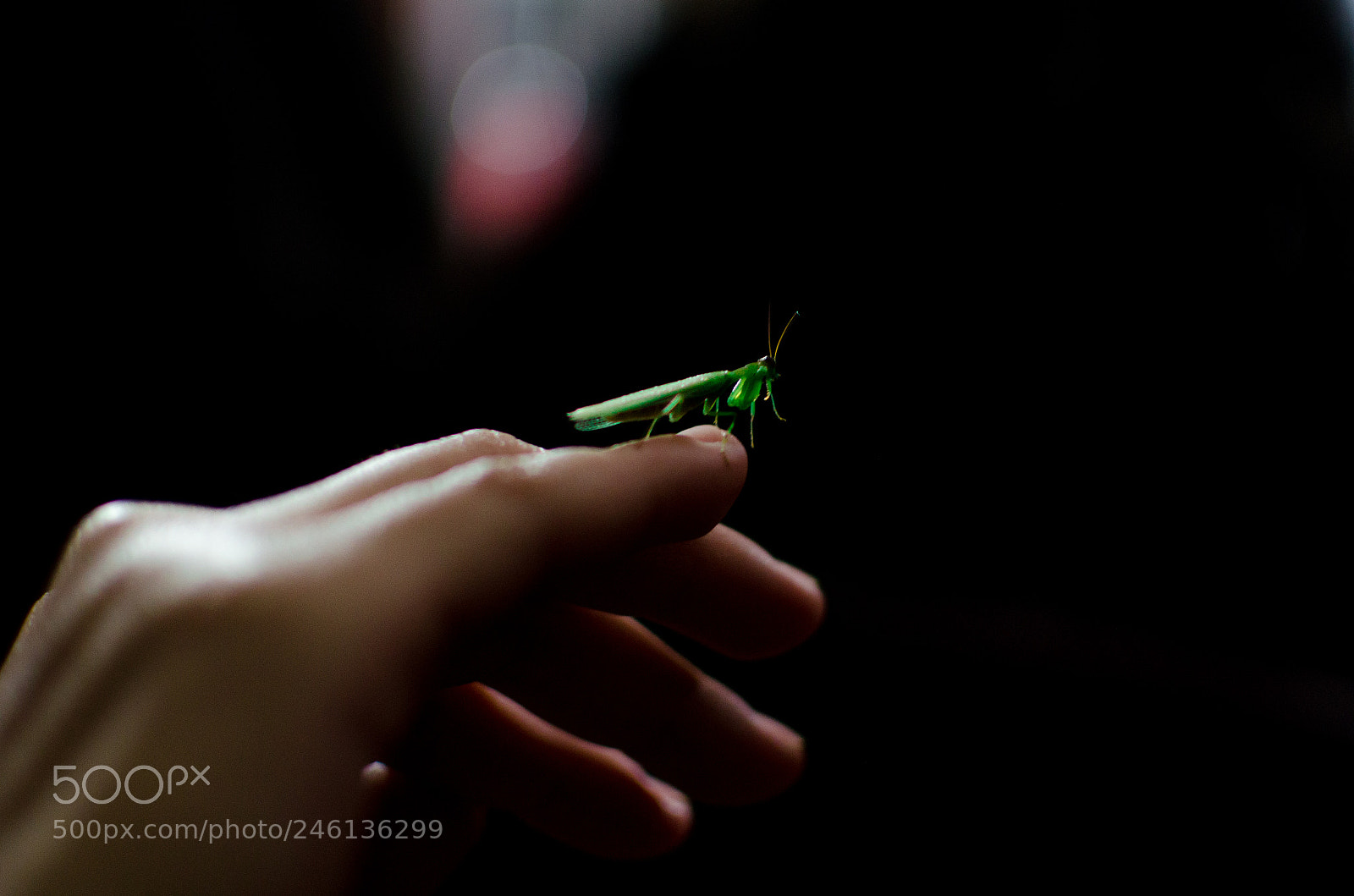 Nikon D5100 sample photo. Little mantis photography