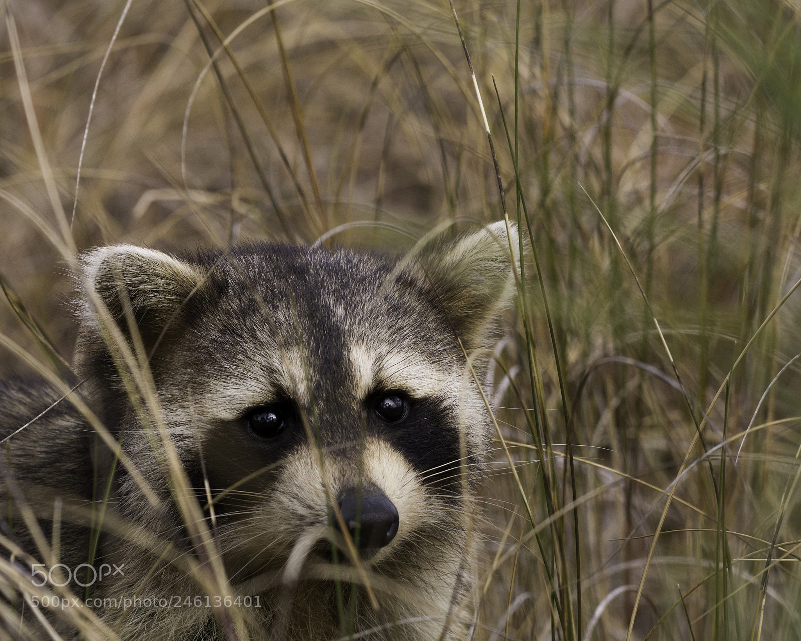 Nikon D7100 sample photo. Curious coon photography