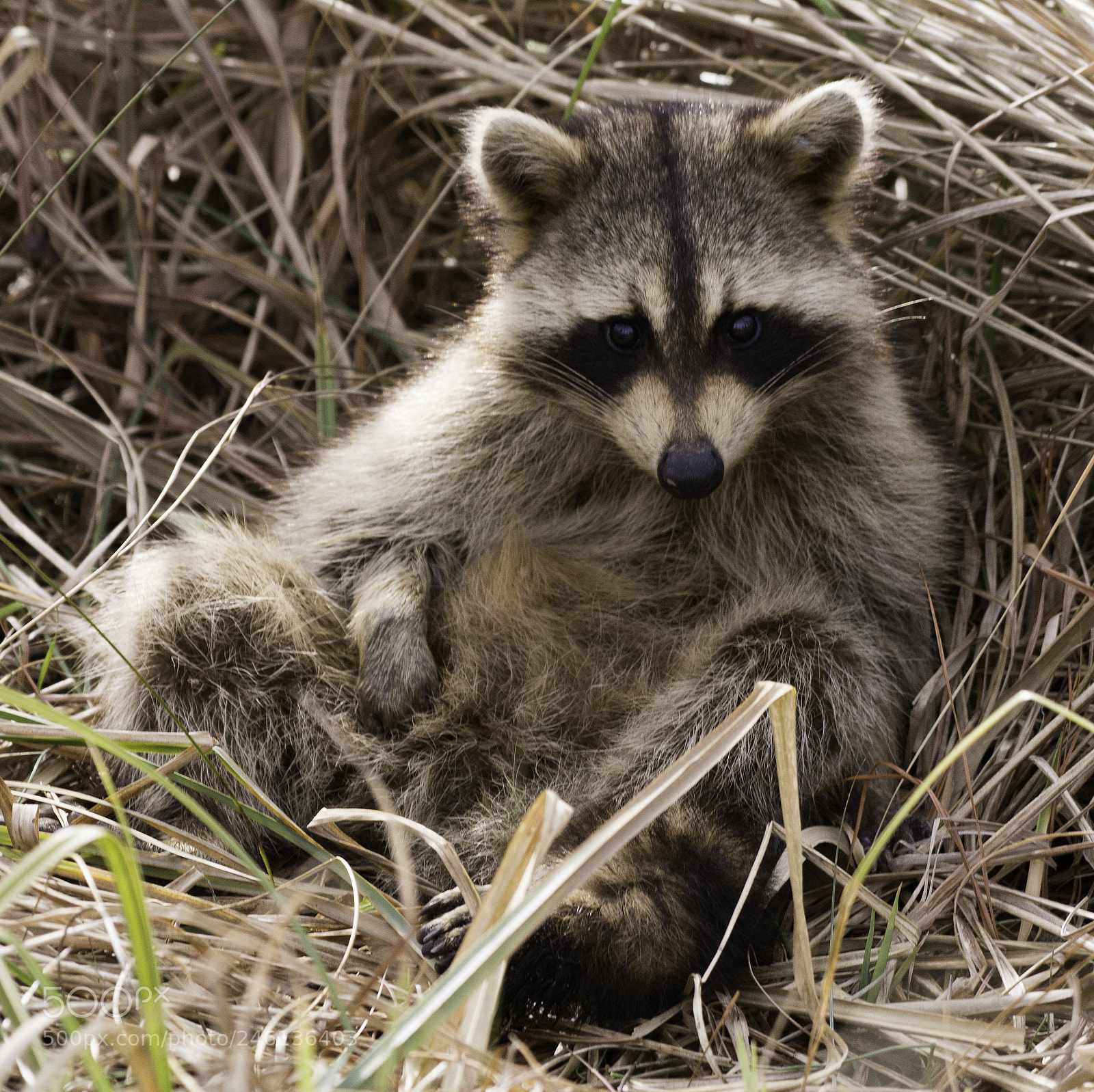 Nikon D7100 sample photo. Ridiculously cute photography
