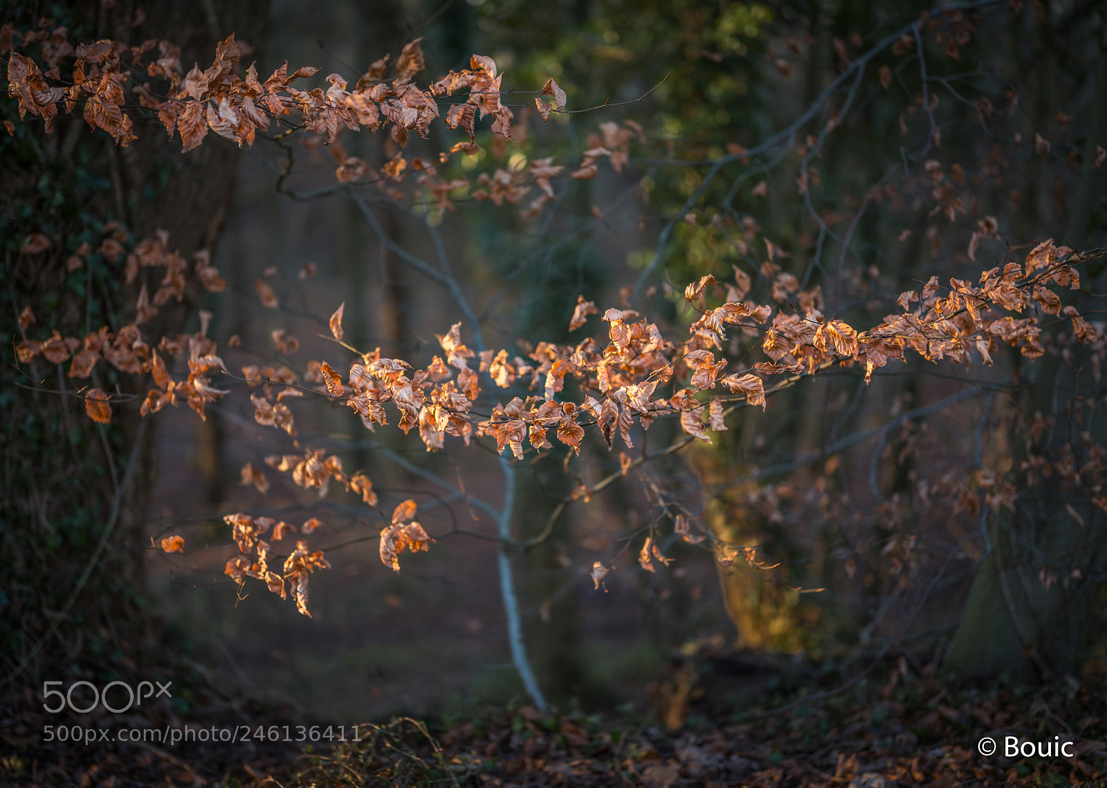 Leica SL (Typ 601) sample photo. Levitating leaves photography