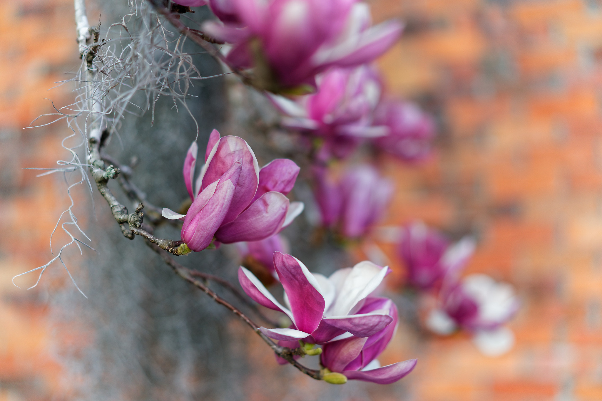 Sony a7 II + Sony Sonnar T* FE 55mm F1.8 ZA sample photo. Magnolias! photography