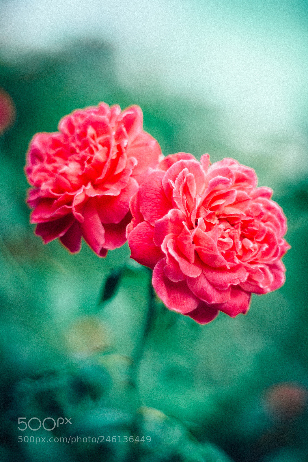 Canon EOS 60D sample photo. Rosa damascena.jpg photography