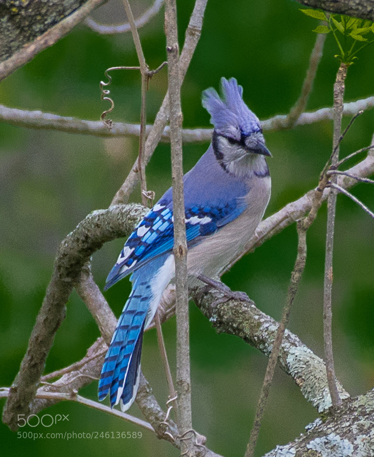Nikon D500 sample photo. Blue photography