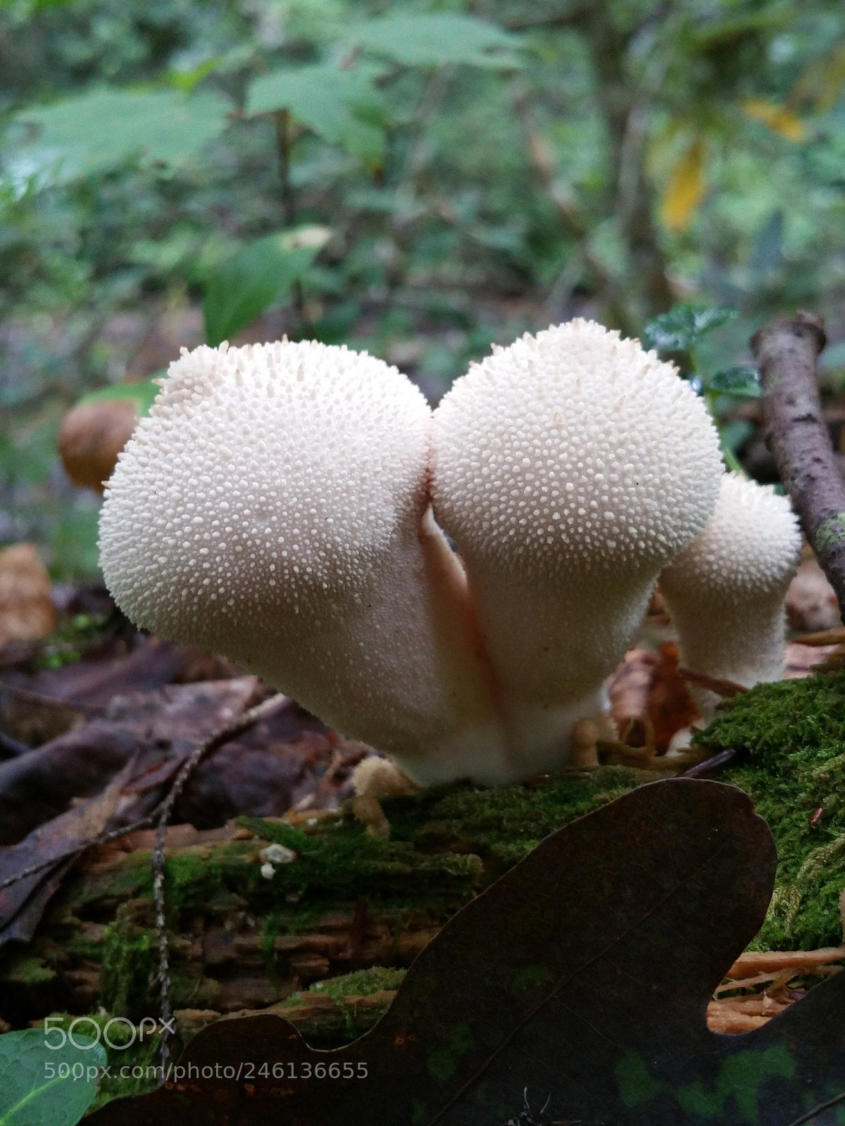 Samsung Galaxy Note4 sample photo. Mushrooms photography