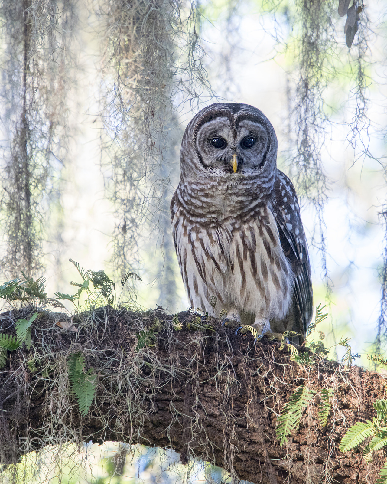 Nikon D500 sample photo. Barred owl photography
