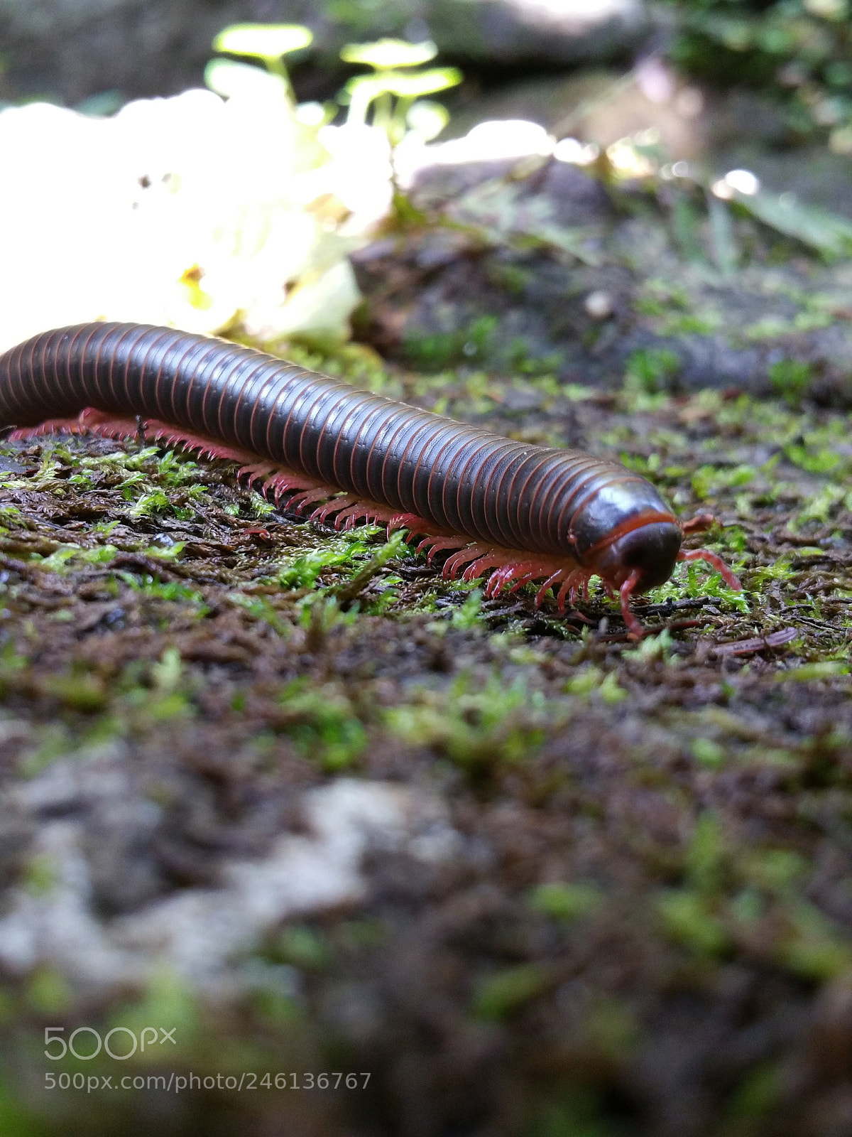 Samsung Galaxy Note4 sample photo. Millipede photography