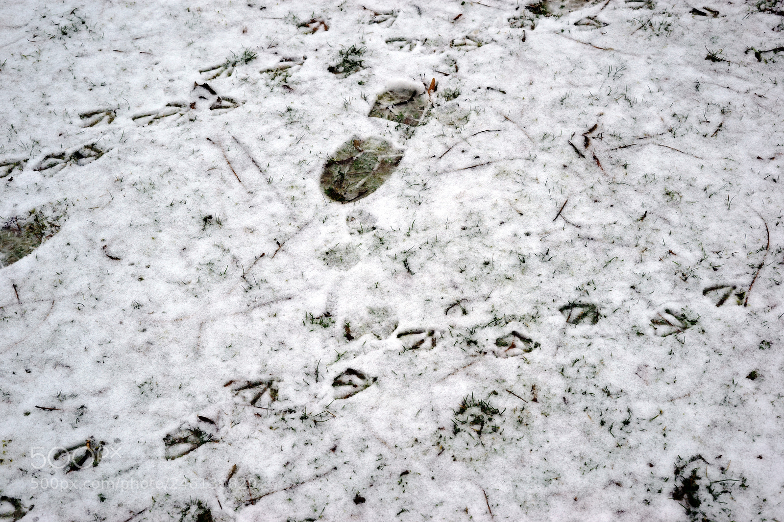 Sony a7 II sample photo. Tracks in the snow photography