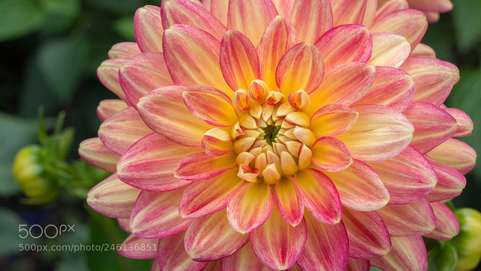 Sony Alpha NEX-7 sample photo. Untitled photography