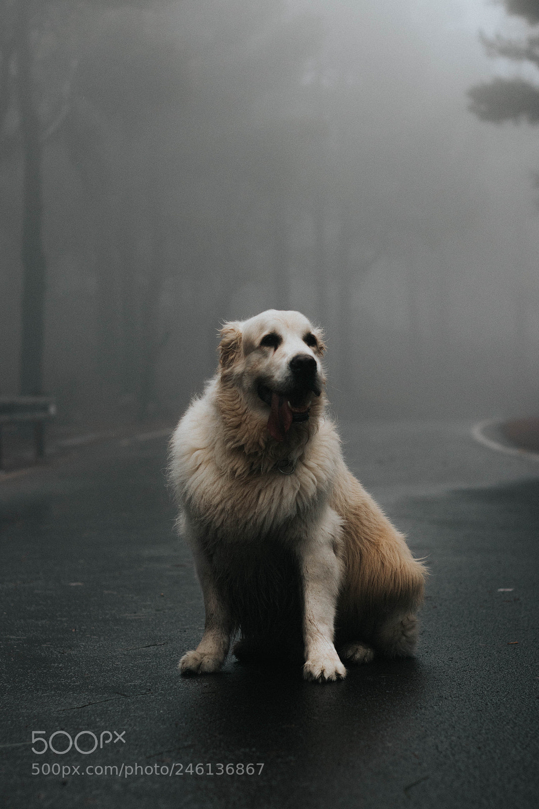 Canon EOS 77D (EOS 9000D / EOS 770D) sample photo. Un amigo para toda photography