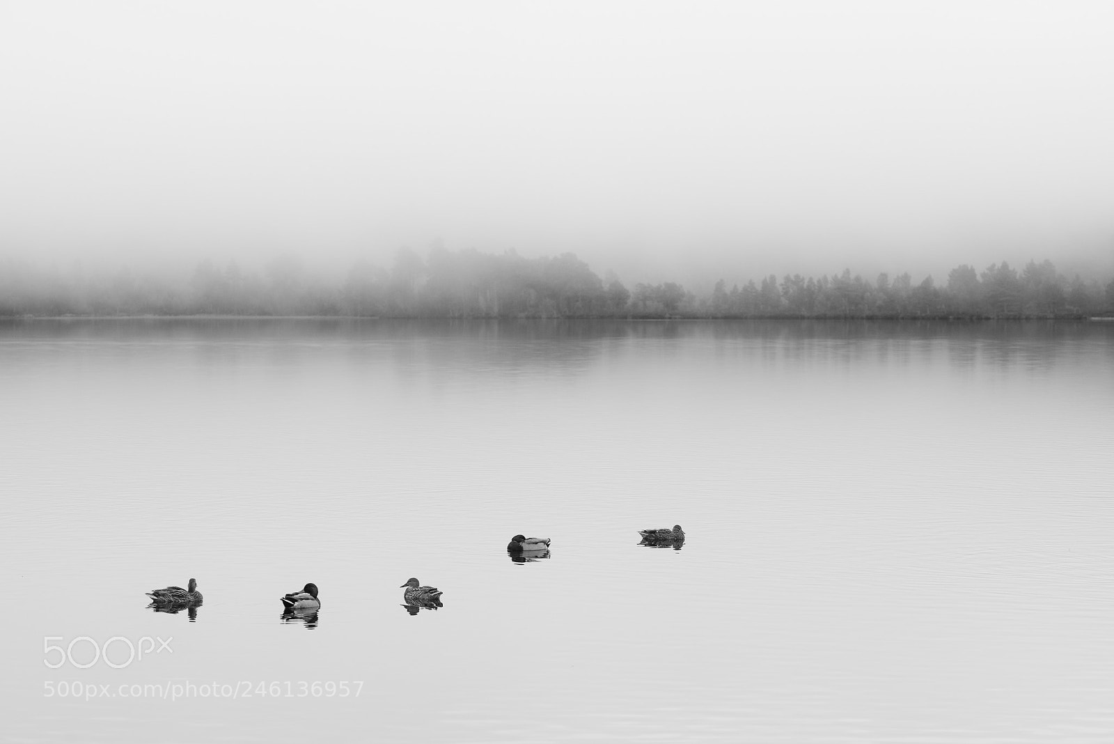 Nikon D810 sample photo. Loch morlich ducks mist photography