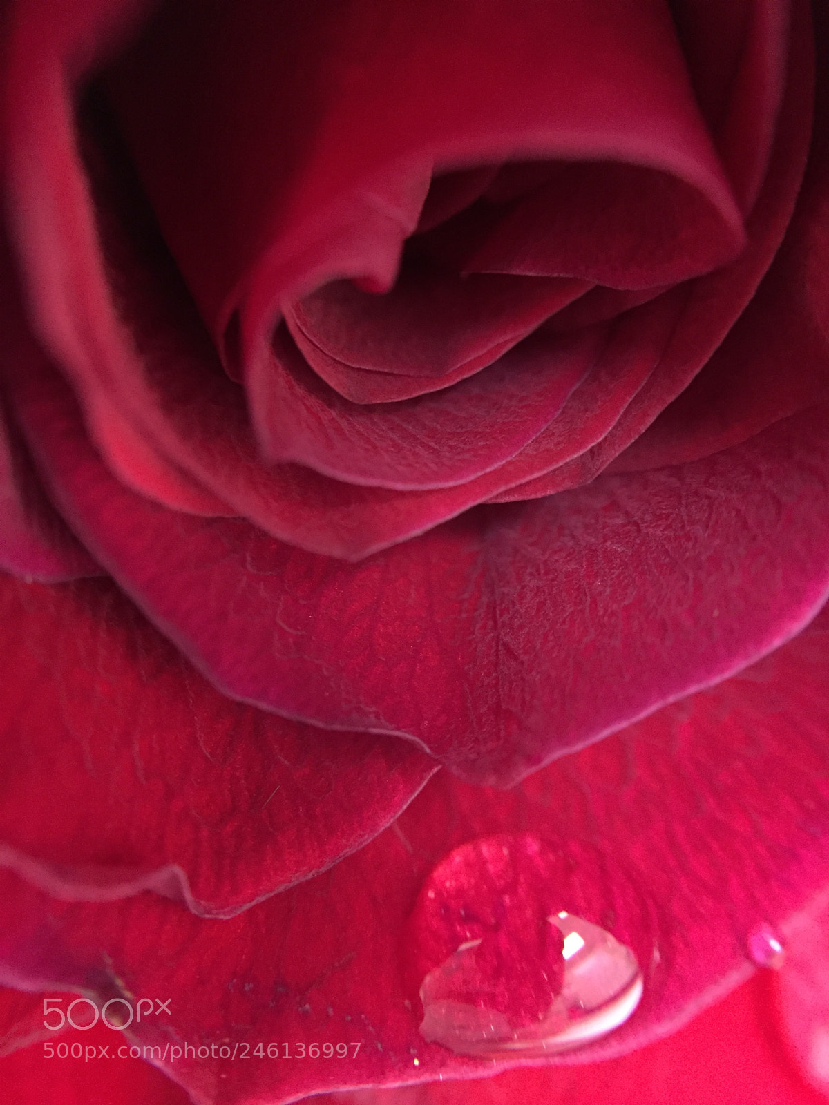 Apple iPhone 6 sample photo. Red rose photography