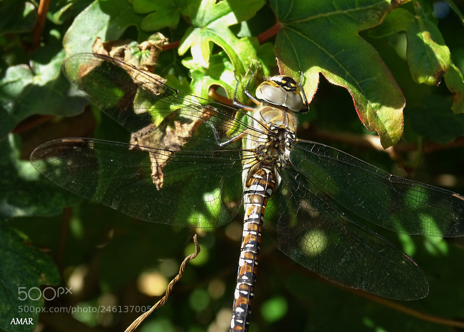 Sony Cyber-shot DSC-HX400V sample photo. My very first migrant photography