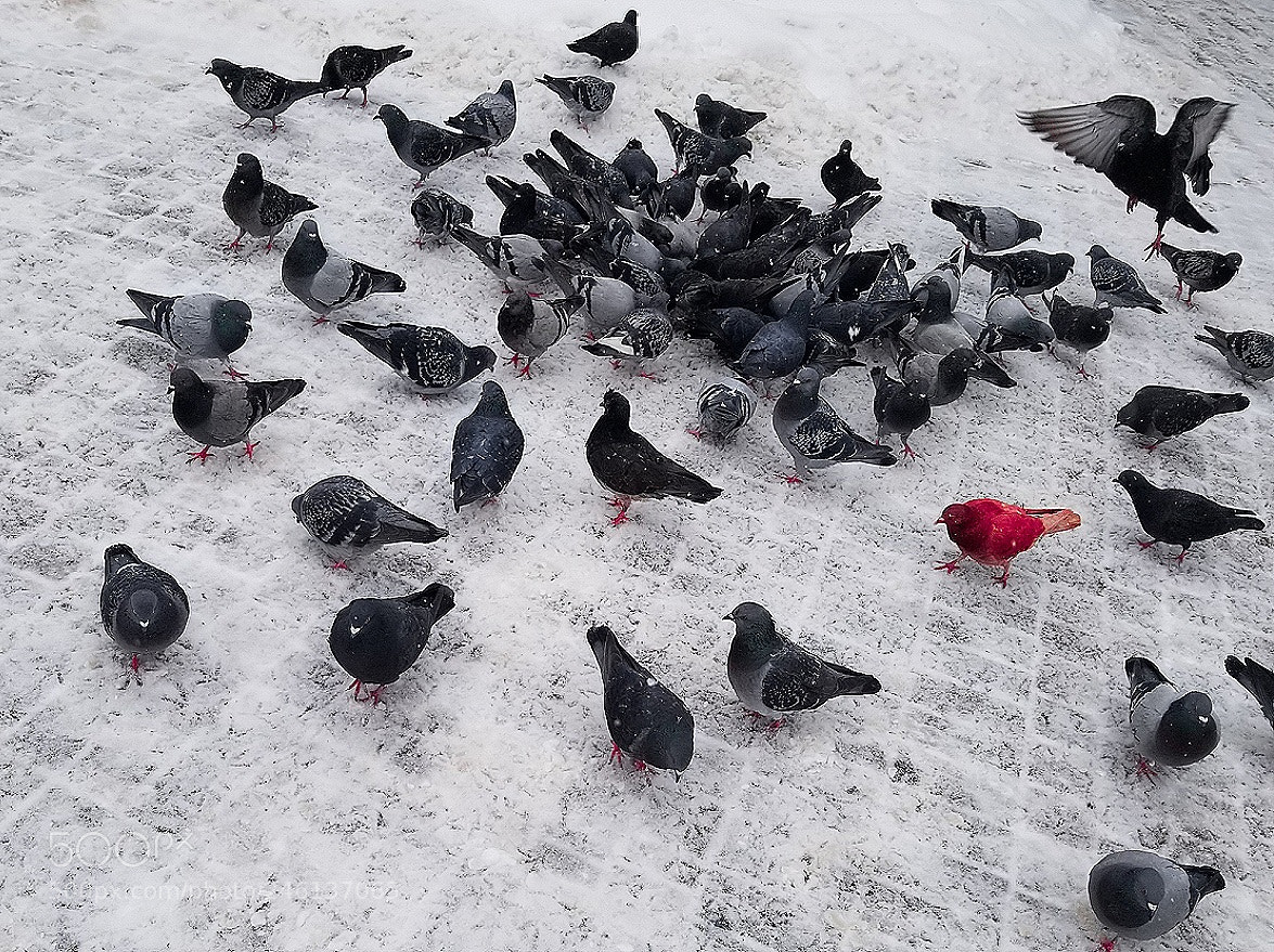 Samsung Galaxy S8 sample photo. City birds... photography