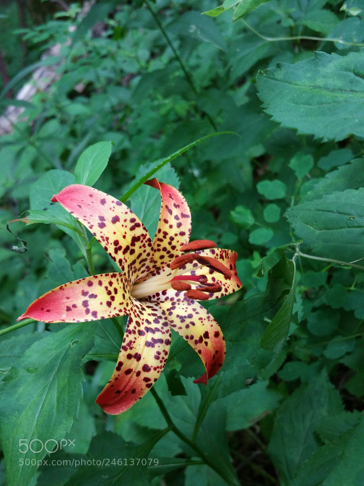 Samsung Galaxy Note4 sample photo. Spots photography