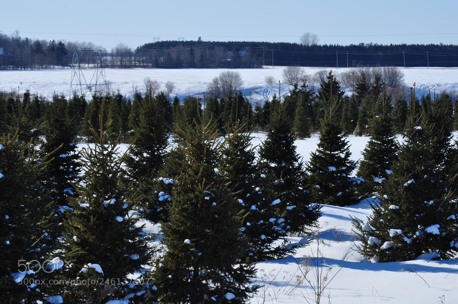 Nikon D5000 sample photo. Christmas tree farm photography